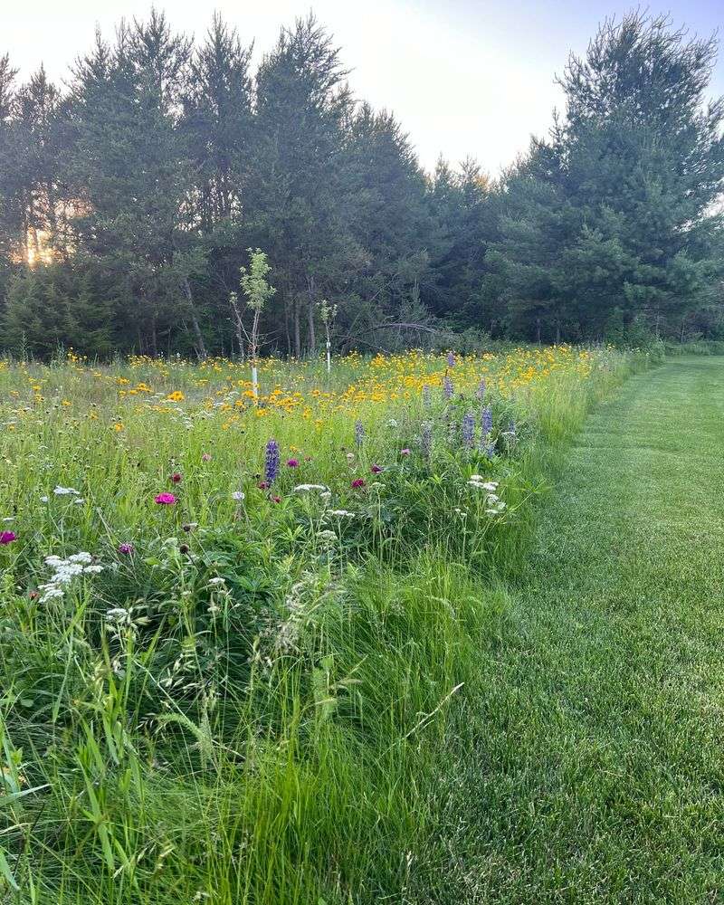 Let Some Lawn Go Wild