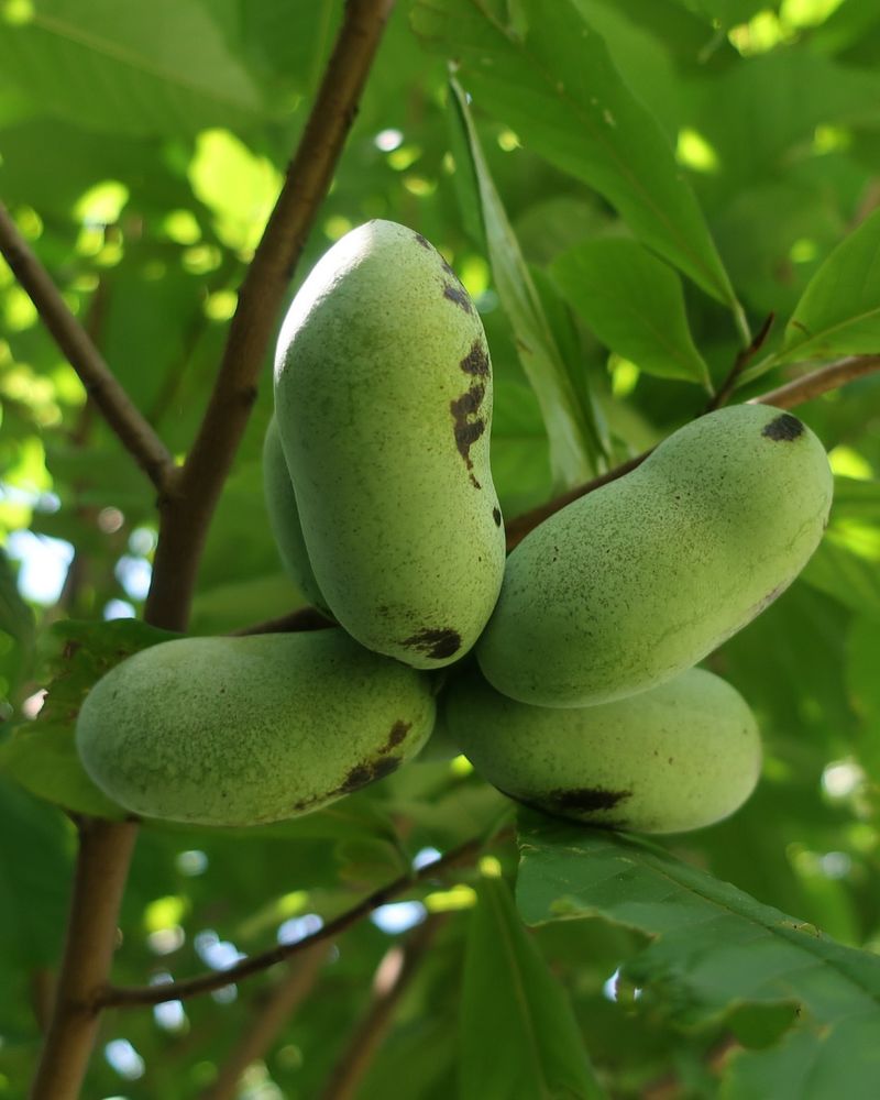 Pawpaw Paradise