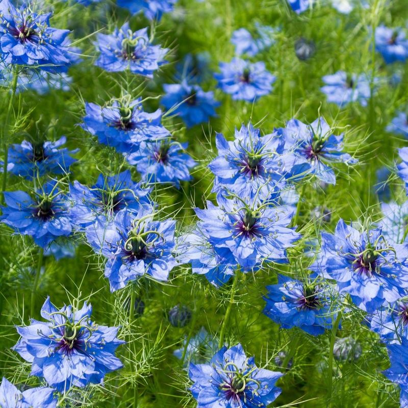 Versatile Nigella