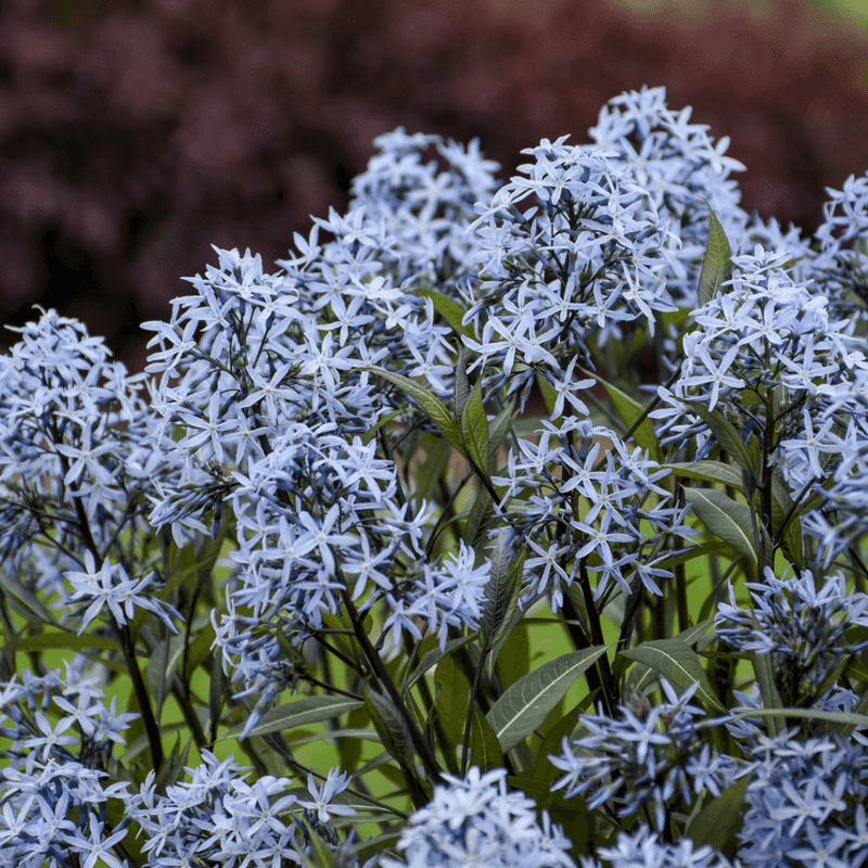 Amsonia For Multi-Season Appeal