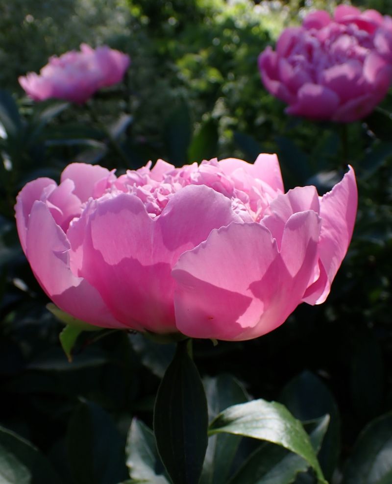 Majestic Garden Peonies