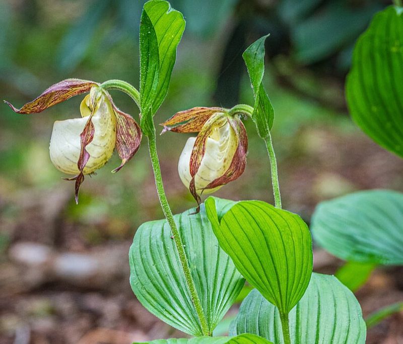 Kentucky Lady's Slipper