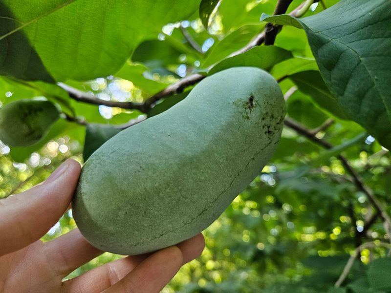 Pawpaw Trees