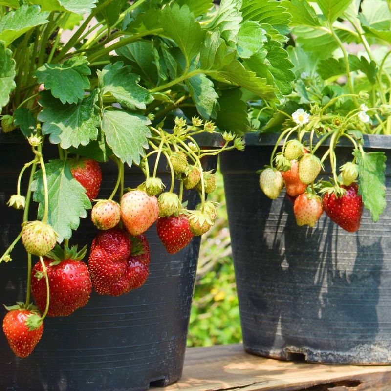 Strawberry Starts