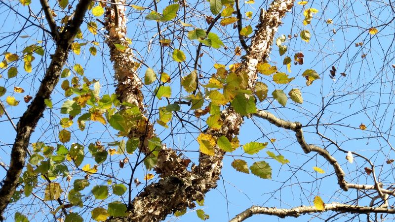 Versatile River Birch