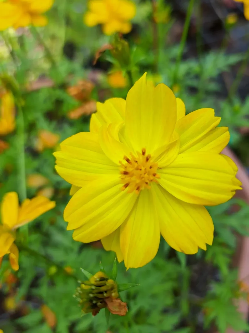 Sulphur Flower