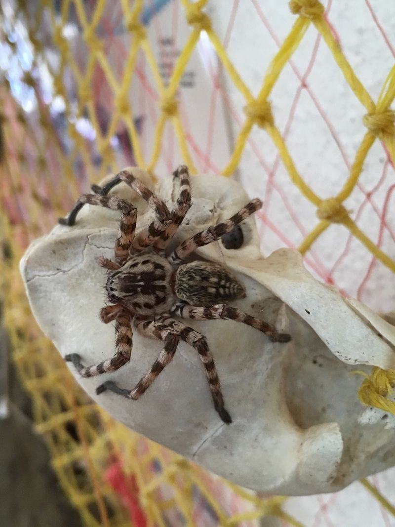 Wolf Spiders: Ground-Level Guardians