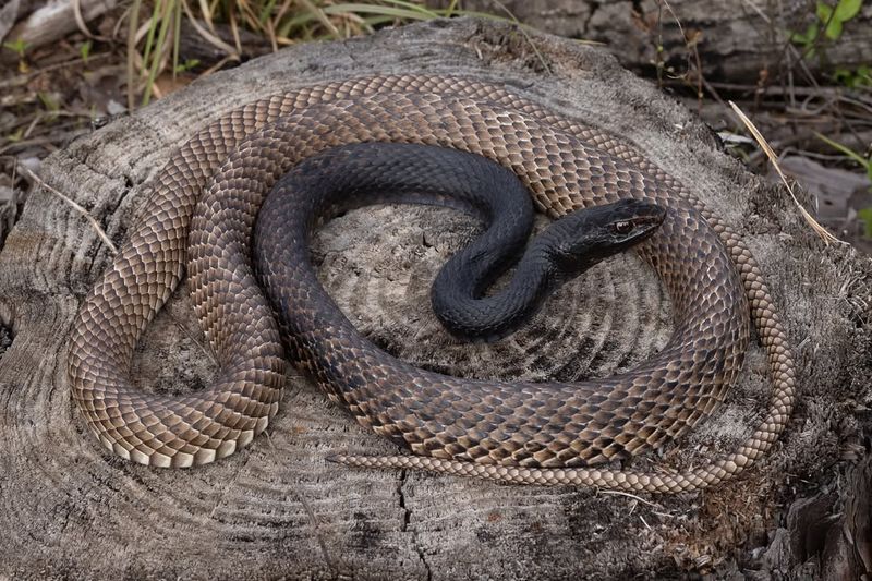 Coachwhip Snake