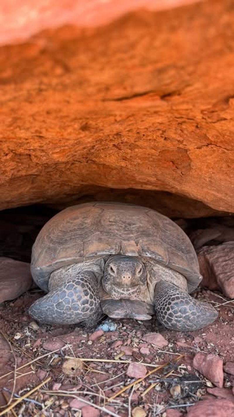 Desert Tortoises: Ancient Shelled Neighbors