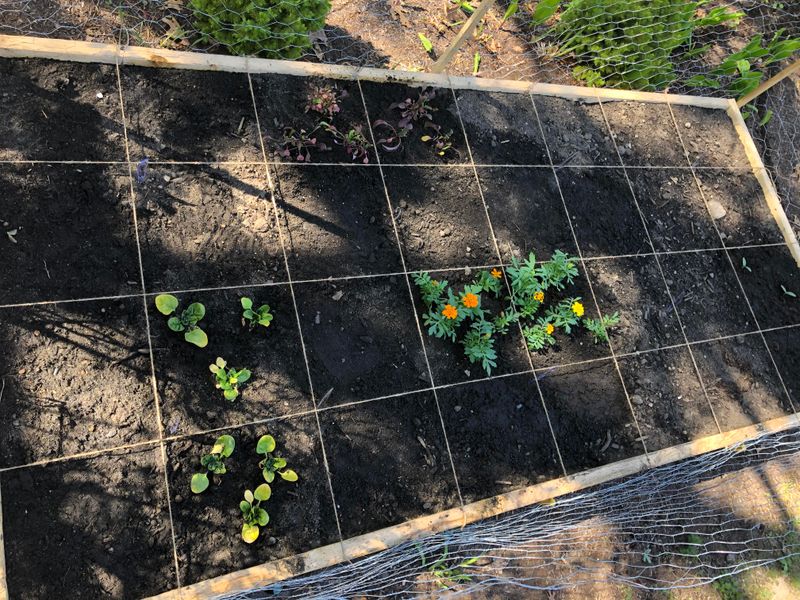 Plant Cool-Season Vegetables