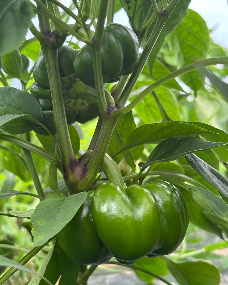 Companion Plant With Tomatoes