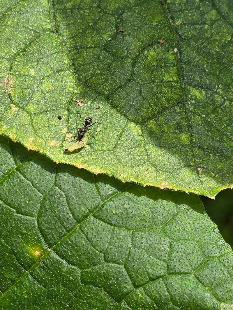 Monitor For Pests