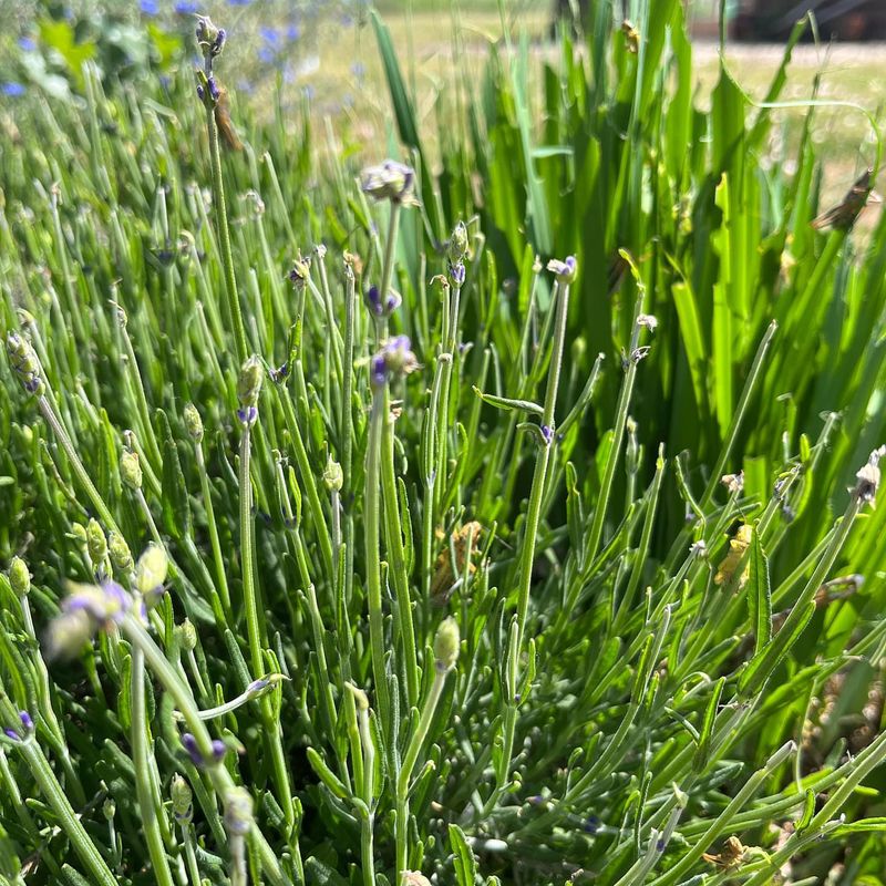 Clean Up Perennial Beds