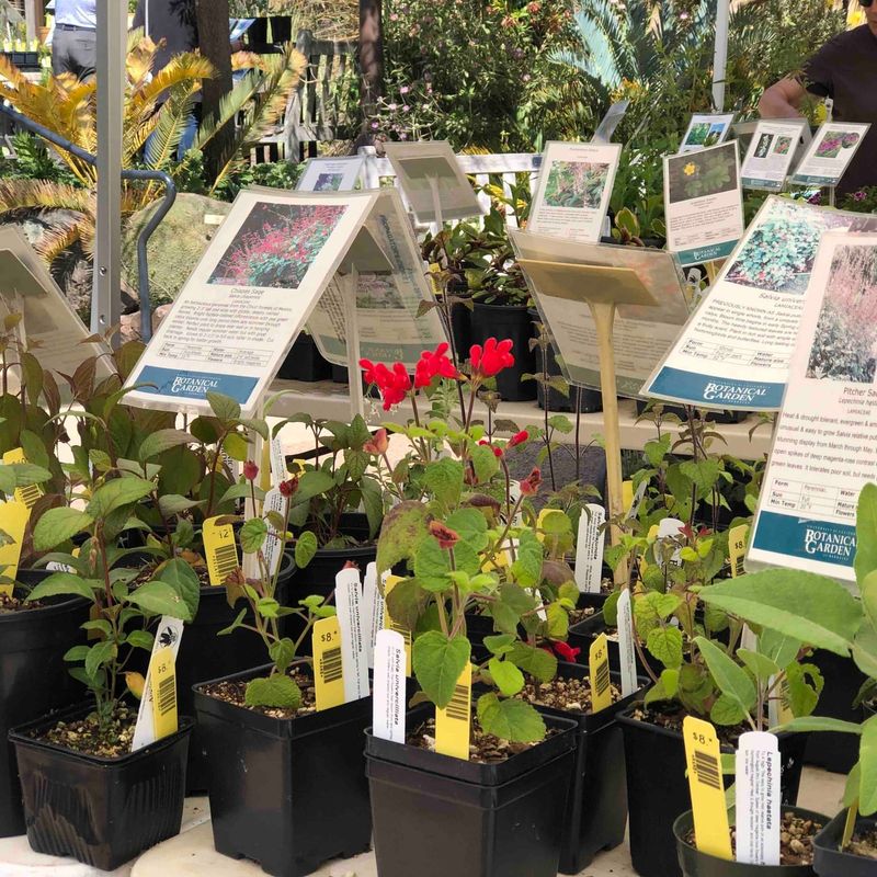 Adopted Through Plant Rescue Programs