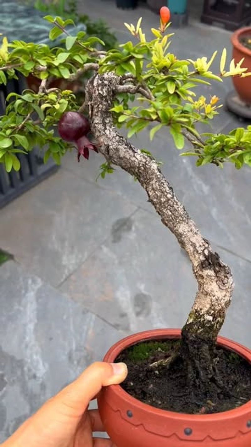 Dwarf Pomegranate