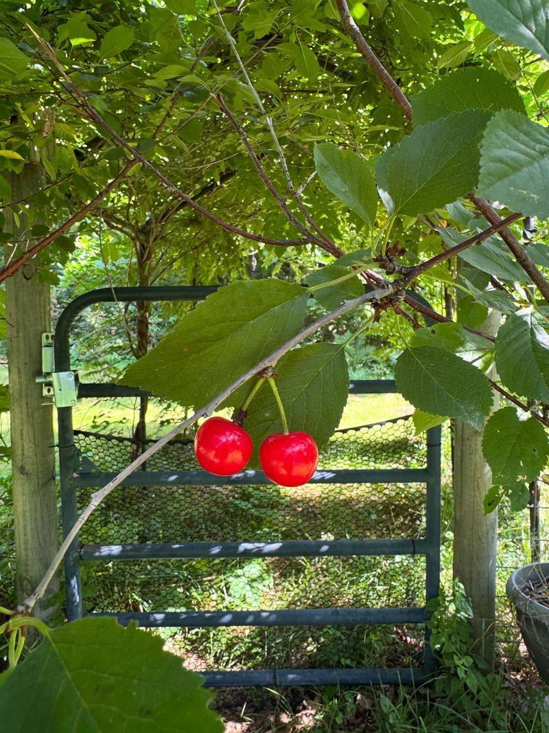 Cherries