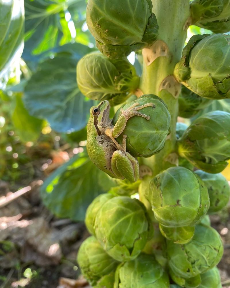 Robust Brussels Sprouts