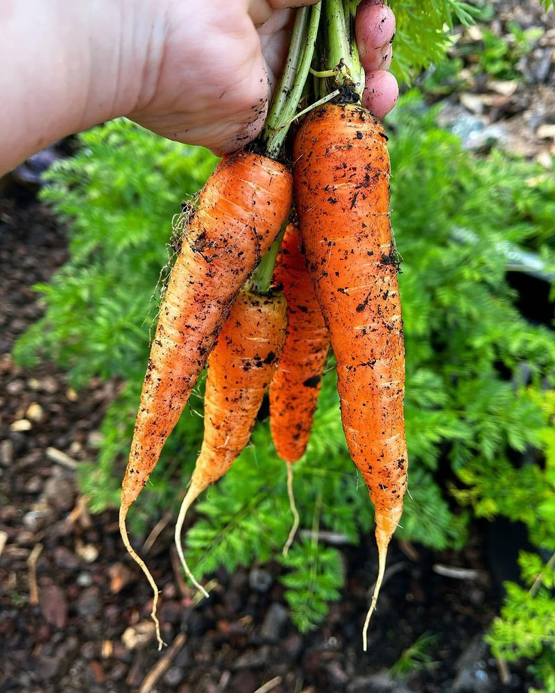 Frost-Loving Carrots