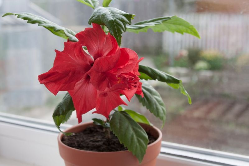 Container Plant Special Care