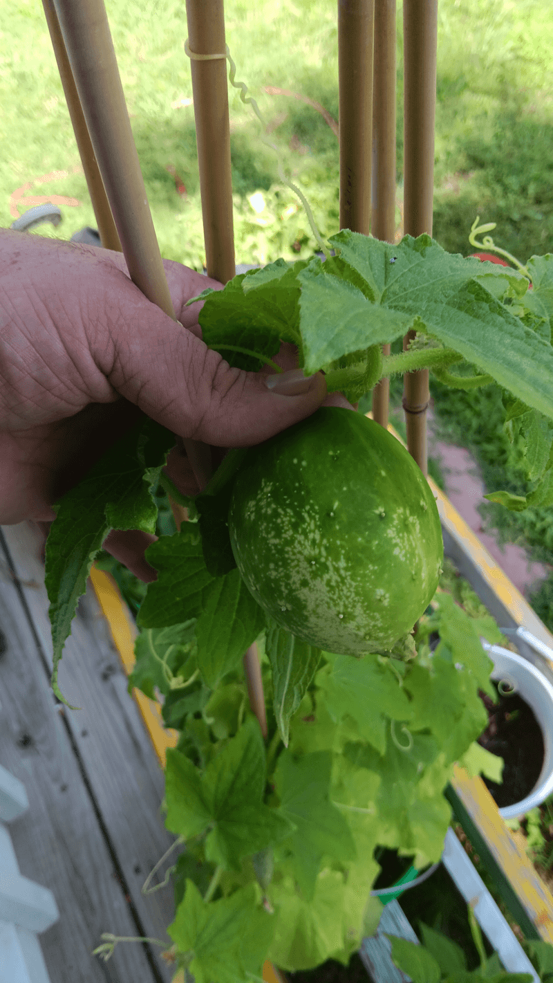 Inconsistent Watering Leads To Bitter Fruit