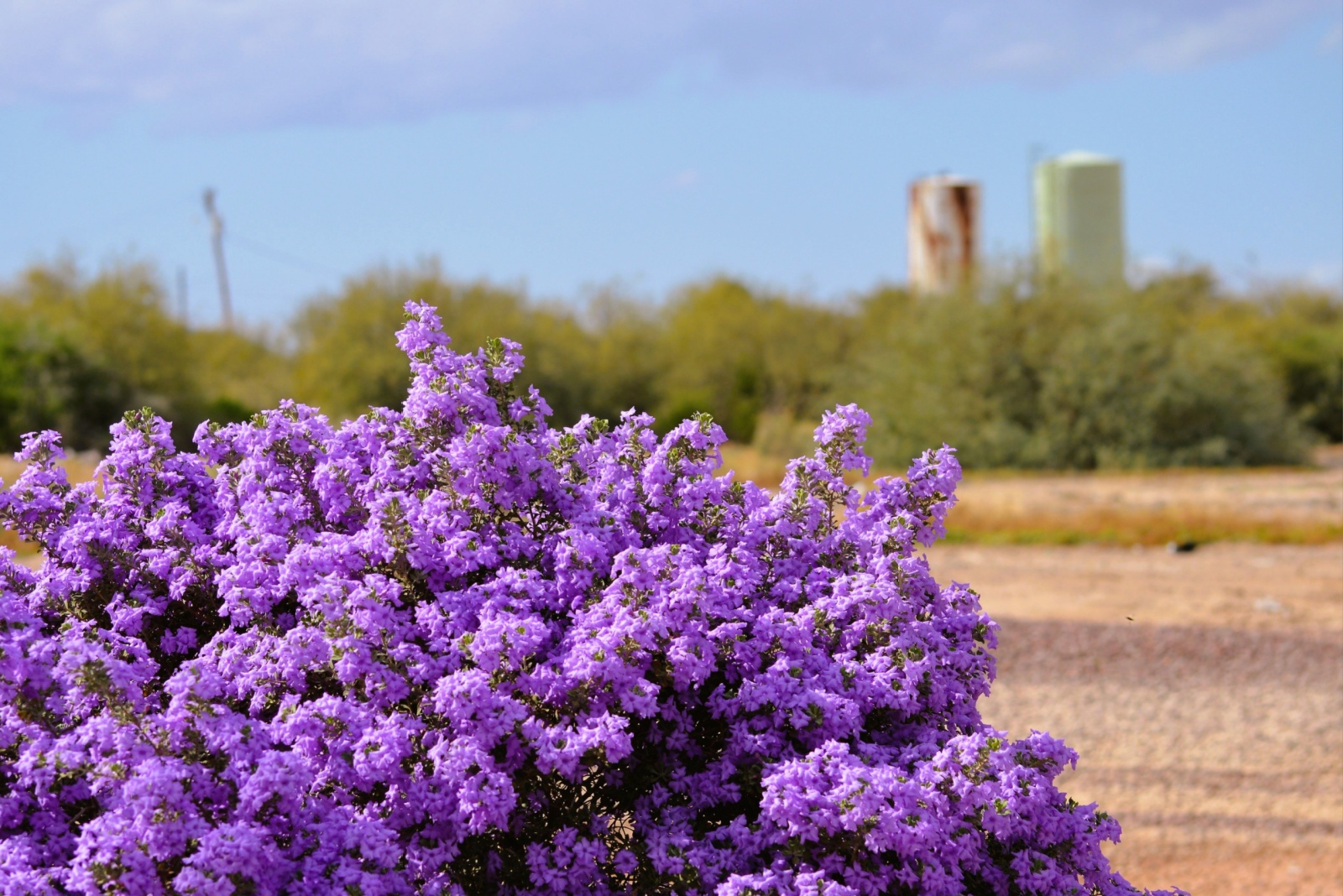 texas sage