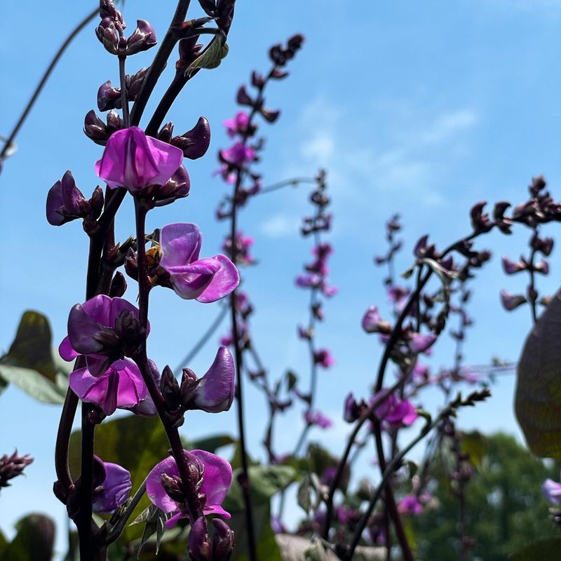 Purple Hyacinth Bean