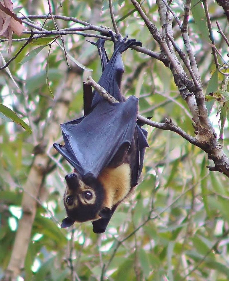 Bats