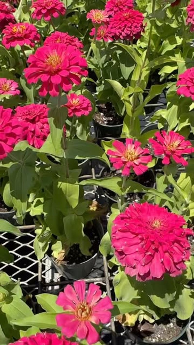 Flower Competitions Celebrate Regional Growing Expertise