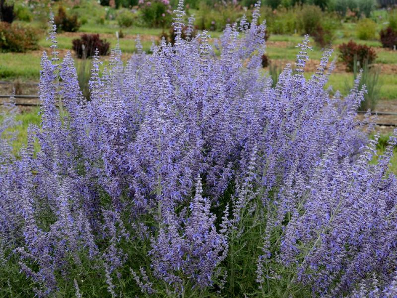 Russian Sage: Silver-Purple Cloud