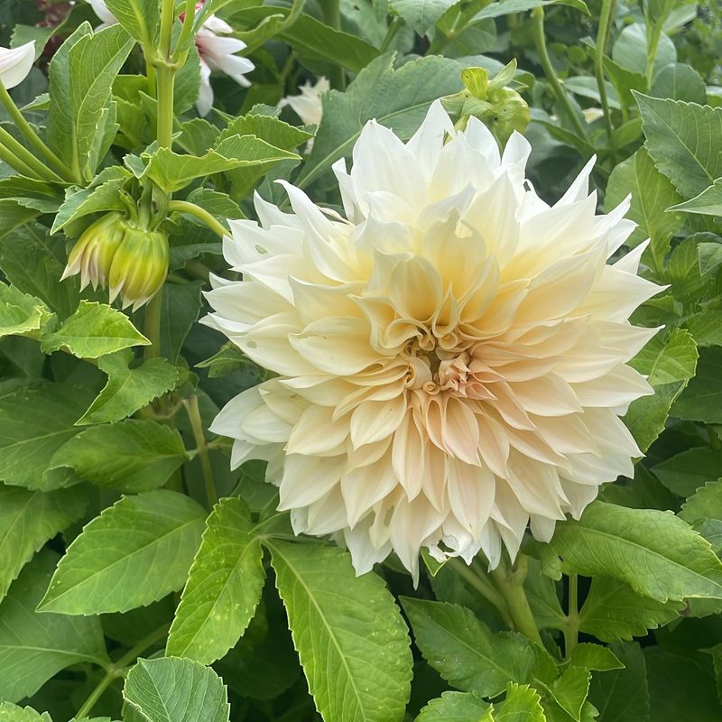 Dahlias Displaying Dinner-Plate Blooms
