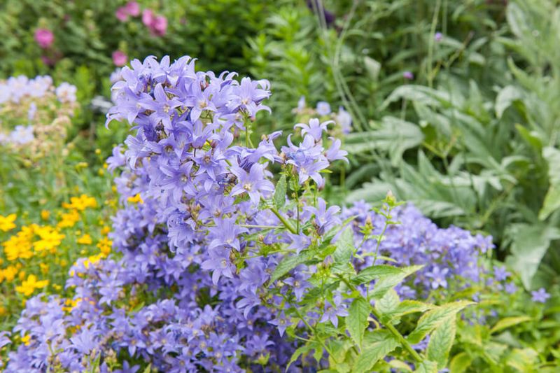 Campanula Lactiflora's Billowing Beauty