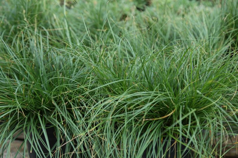 Berkeley Sedge