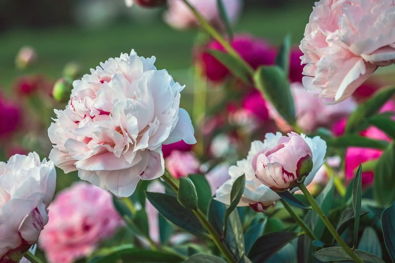 Peonies For Generations Of Beauty