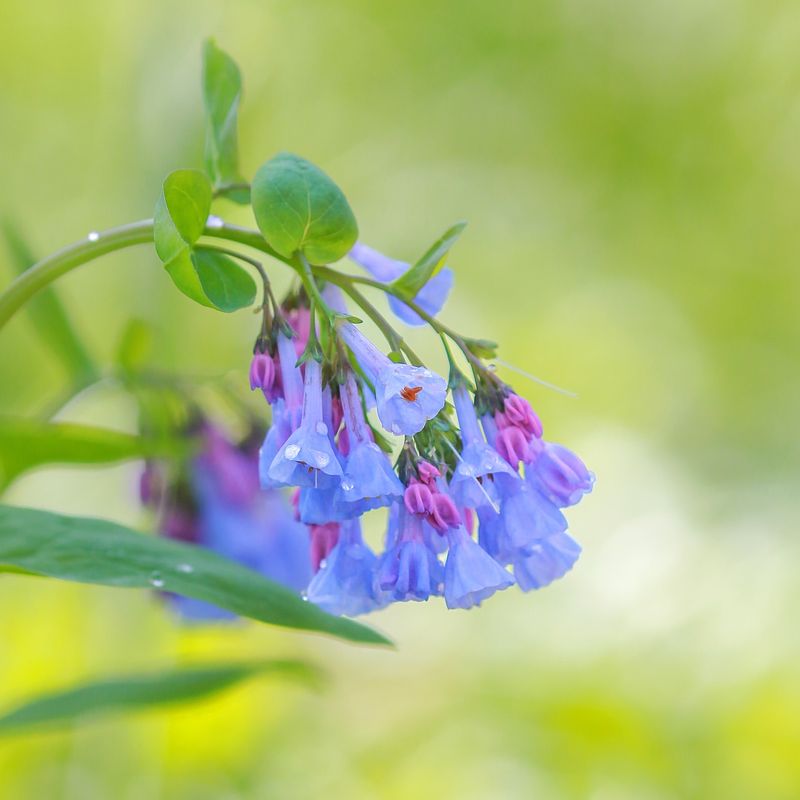 Virginia Bluebells (Mertensia virginica)