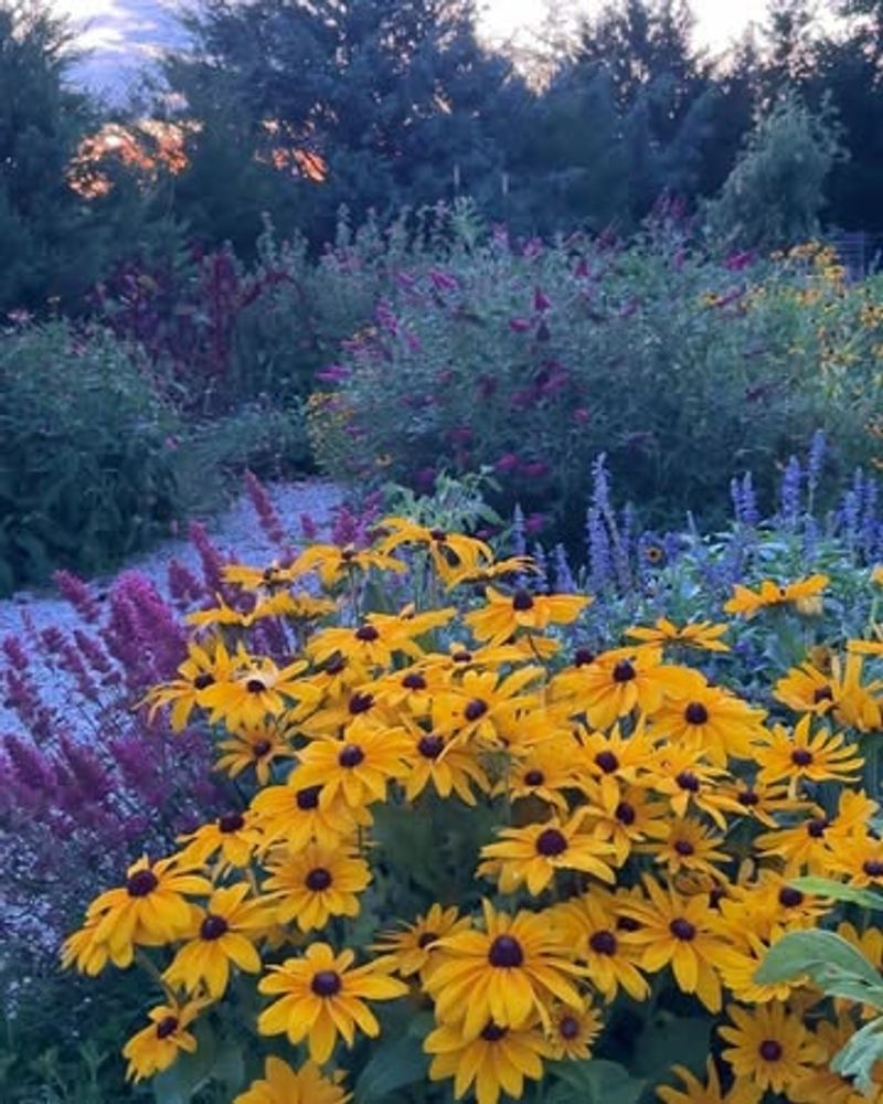 Rugged Rudbeckia That Multiplies Yearly