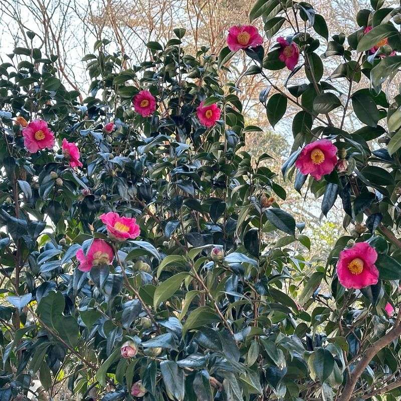 Camellias