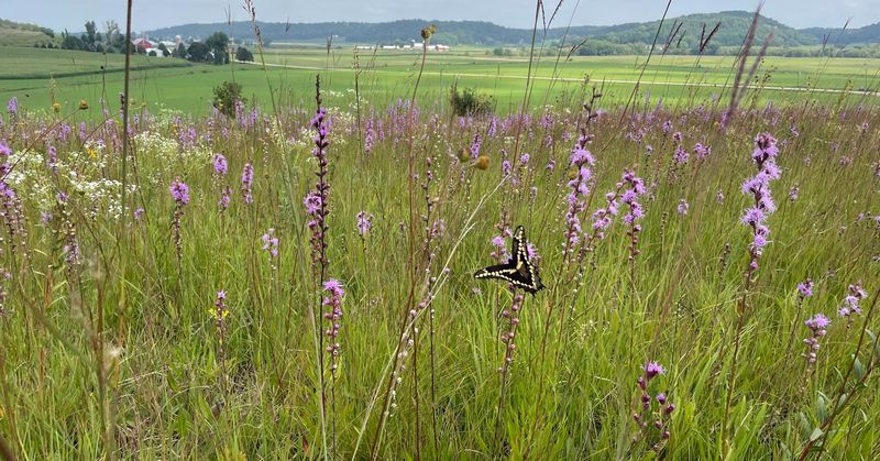 Meadow Garden Celebrates Wisconsin's Native Prairie Heritage