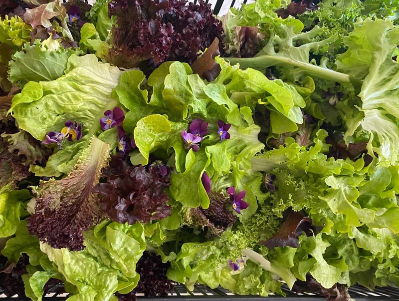 Lettuce Mix With Violas