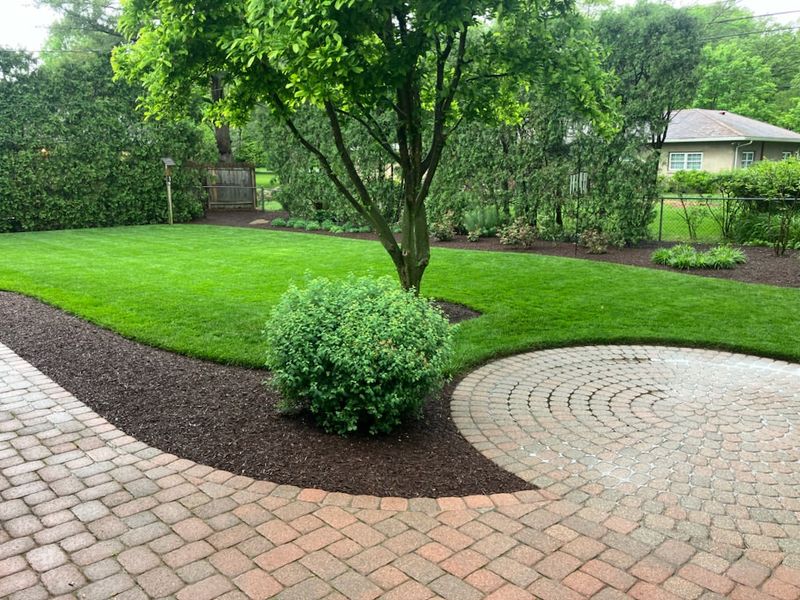 Lawn Alternatives