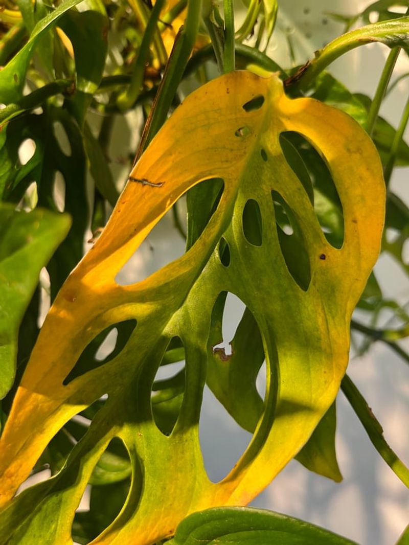 Potassium Deficiency