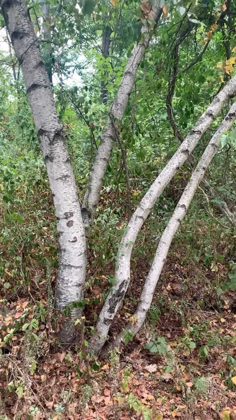 Gray Birch