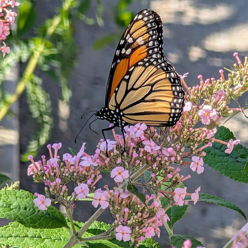 Butterfly Pavilion: Desert Pollinators At Work