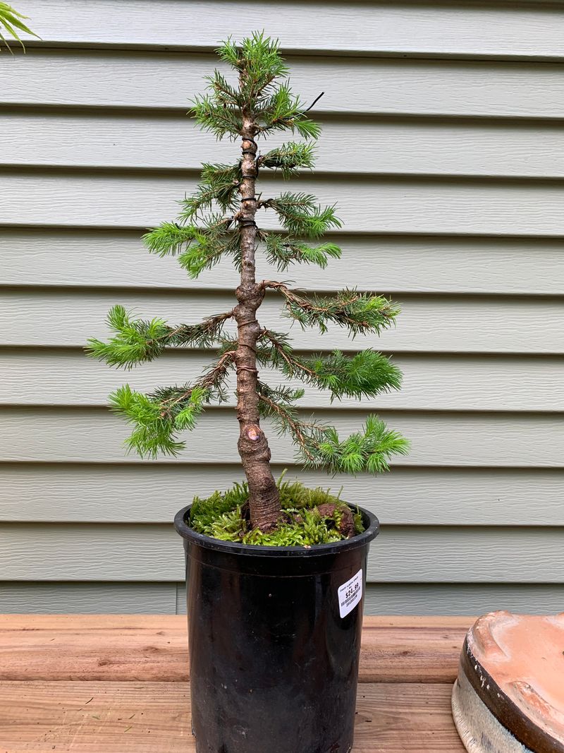 Dwarf Alberta Spruce