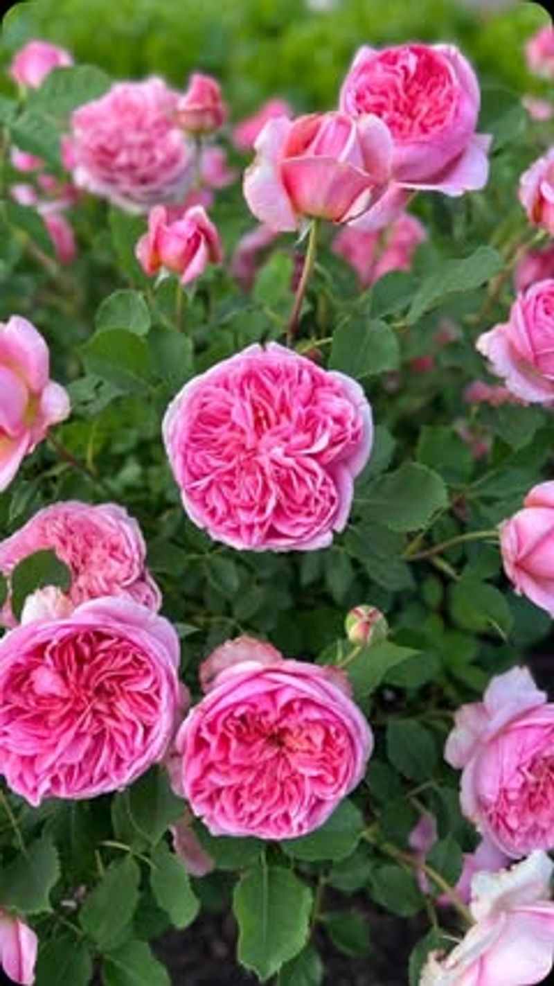 Roses
