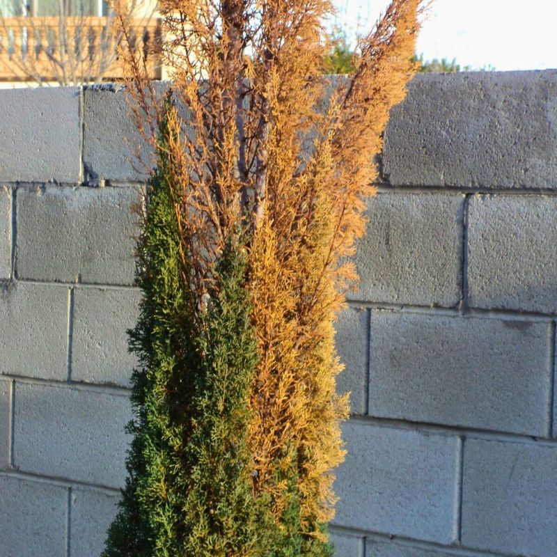 Italian Cypress: Spider Mite Haven