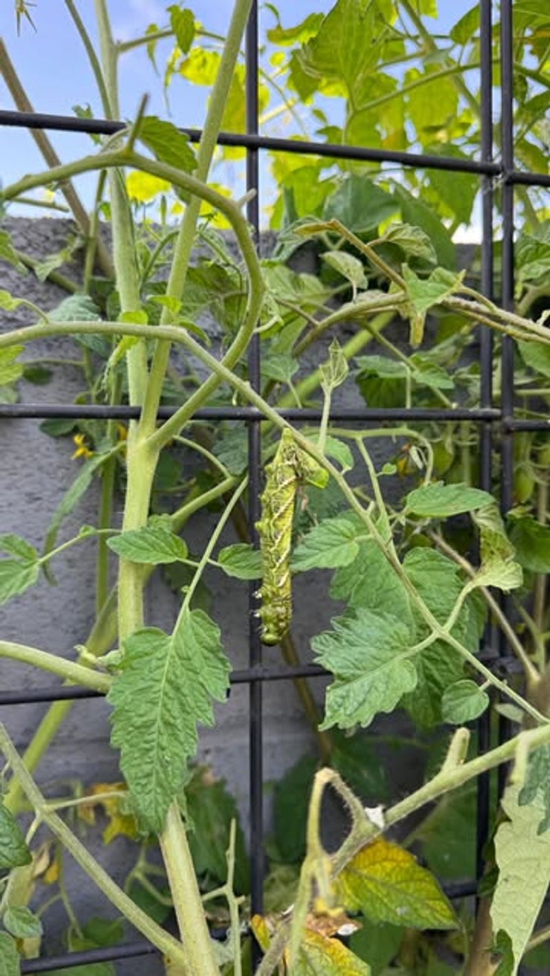 Cucumbers