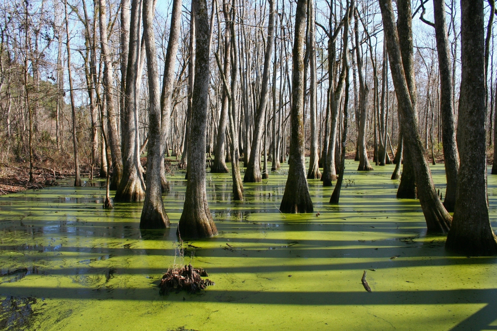 Hidden Mississippi Green Spaces For Your Next Trip