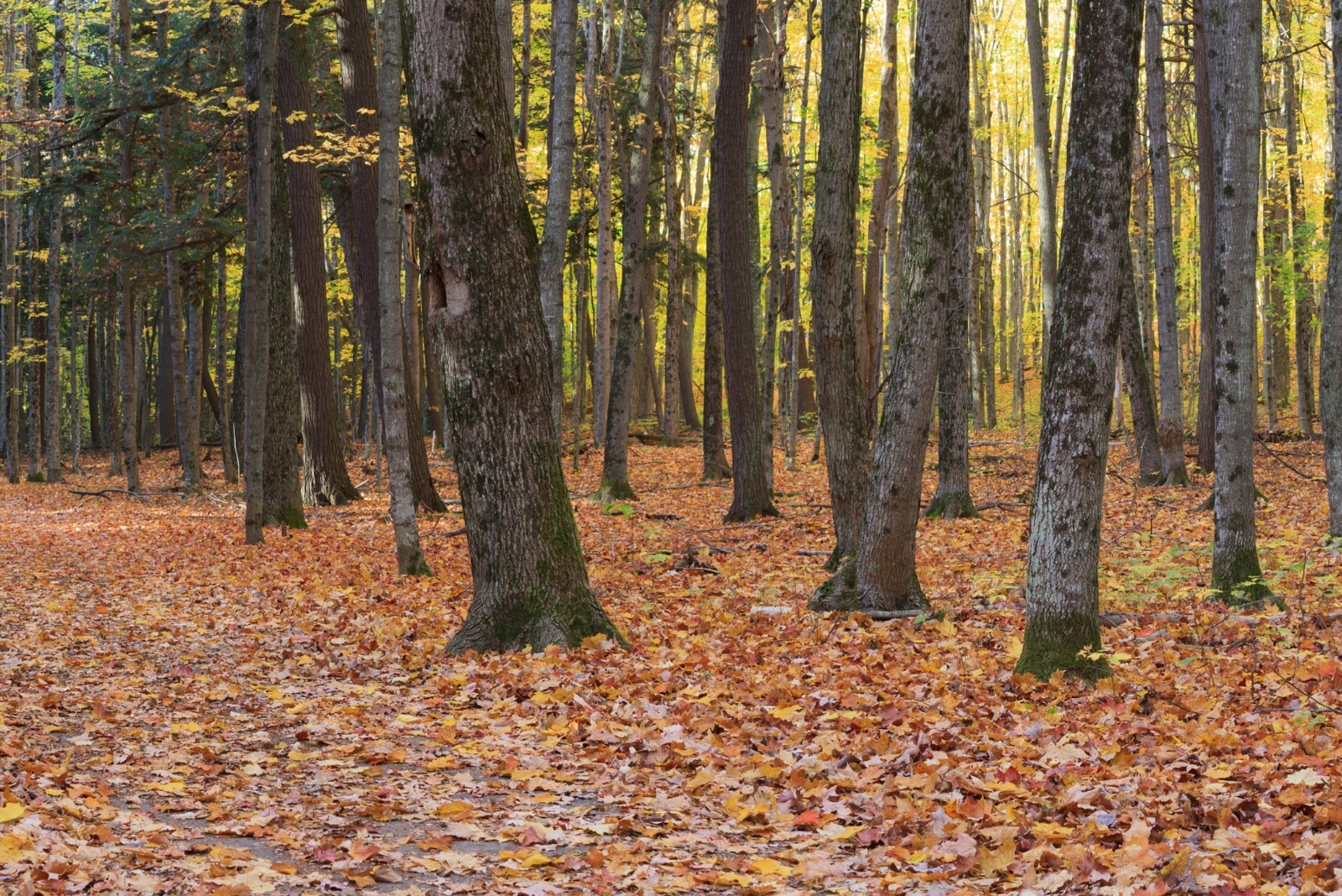 Hidden Nature Trails In Michigan For A Quiet Walk