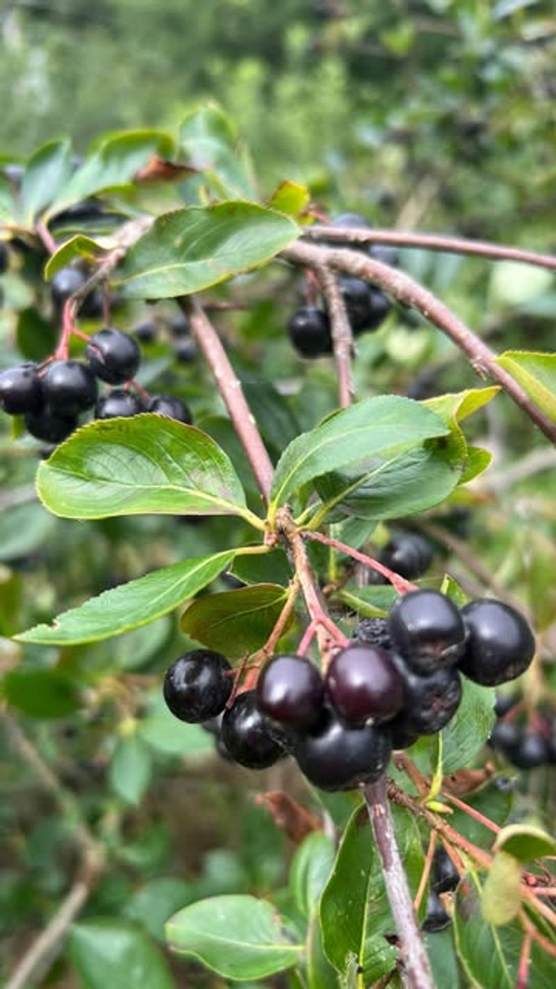 Black Chokeberry