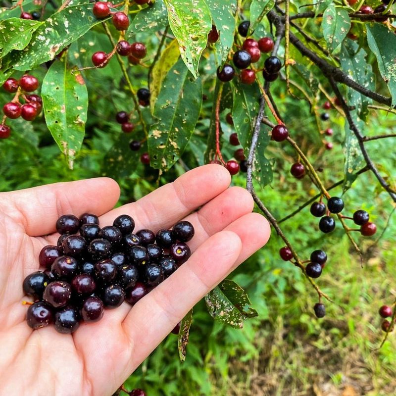 Abundant Fruit Production